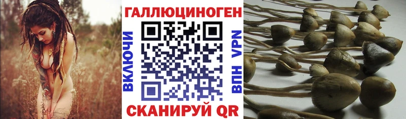 Псилоцибиновые грибы MAGIC MUSHROOMS  Купить закладки  Катав-Ивановск 